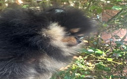 Pomeranian dogs for sale: Champion KC Russian/Taiwan tiny Pomaranian  - Image 4