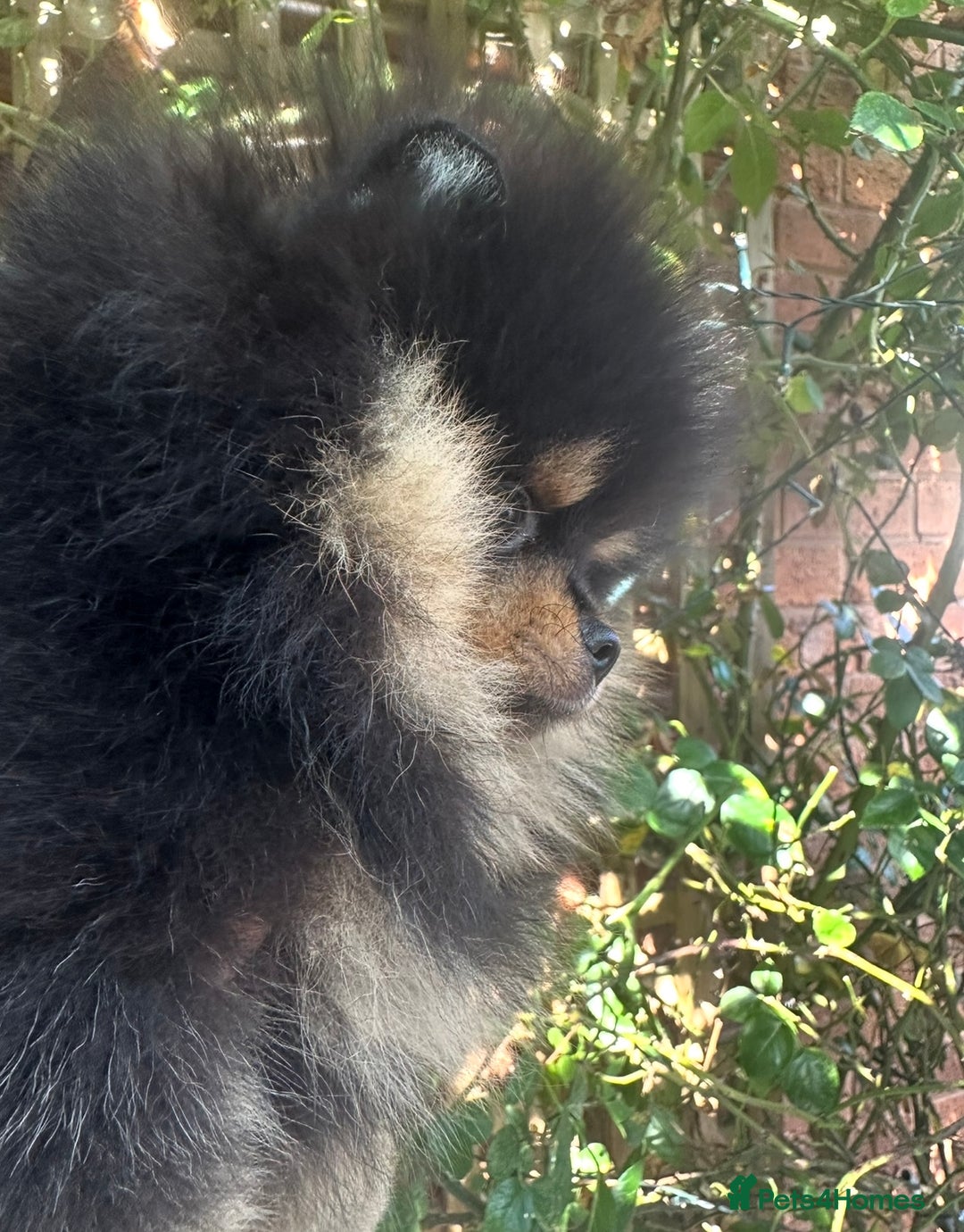 Pomeranian dogs for sale: Champion KC Russian/Taiwan tiny Pomaranian  - Image 4