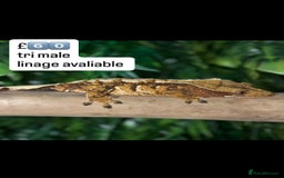 Gecko reptiles for sale: BEAUTIFUL CRESTED GECKOS   in Chigwell - Image 9