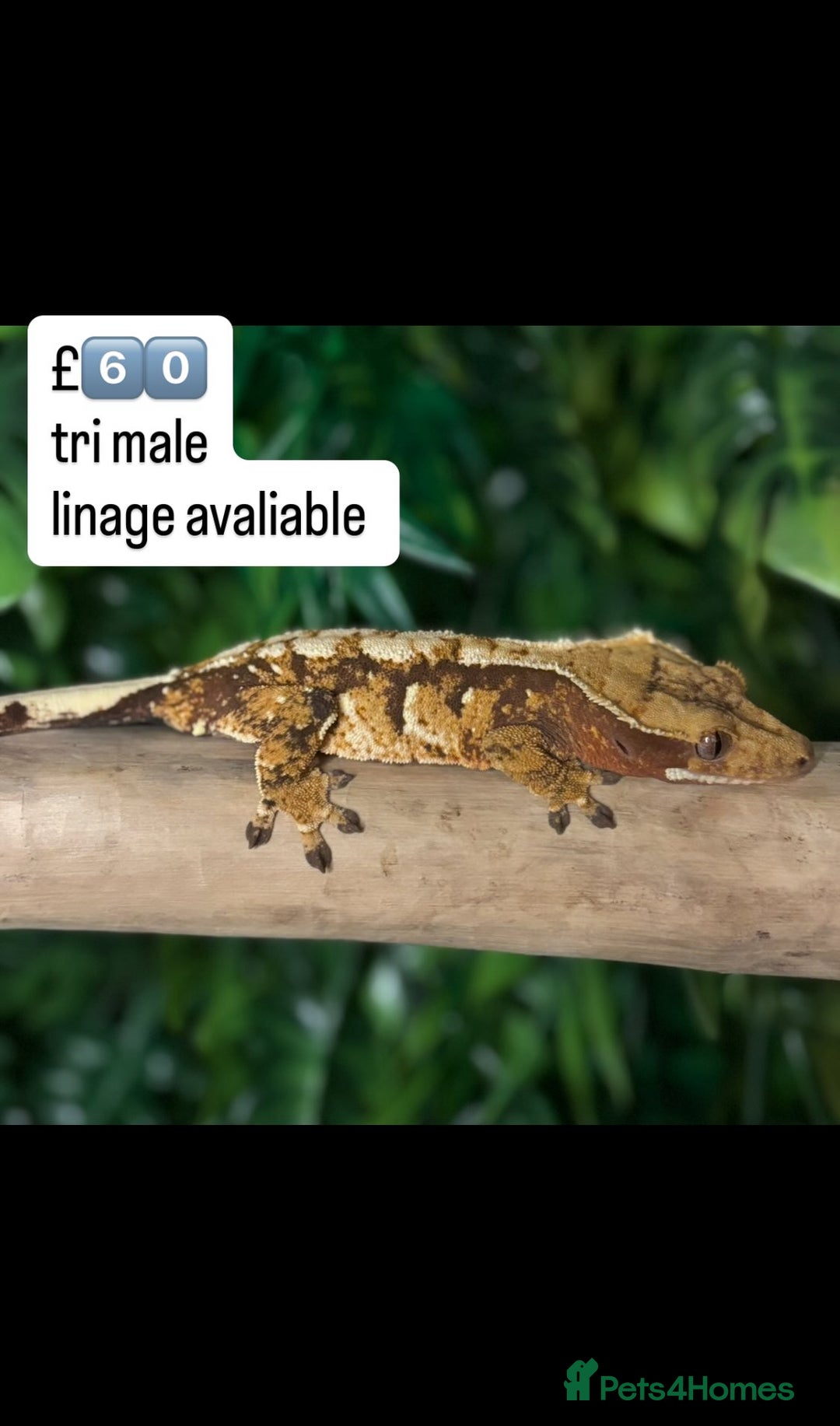 Gecko reptiles for sale: BEAUTIFUL CRESTED GECKOS   in Chigwell - Image 9