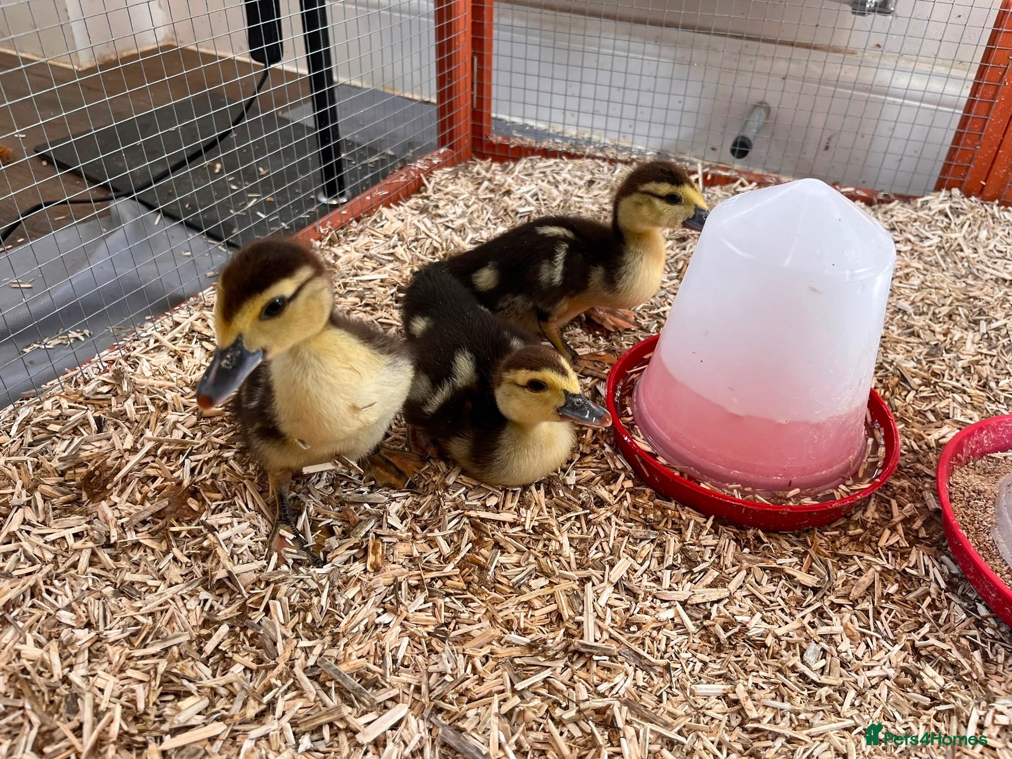 Ducks poultry Week old Muscovy ducklings free to a good home - Advert 4