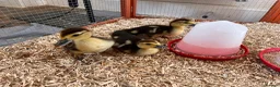 Ducks poultry for sale: Week old Muscovy ducklings free to a good home in Bedford - Advert 1