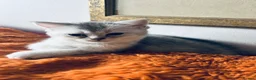 Scottish Fold cats for sale: BEAUTIFUL GIRLS LOOKING FOR FOREVER HOMES - Advert 17
