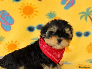 Yorkshire Terrier dogs 1 pup left Norman - Advert 6