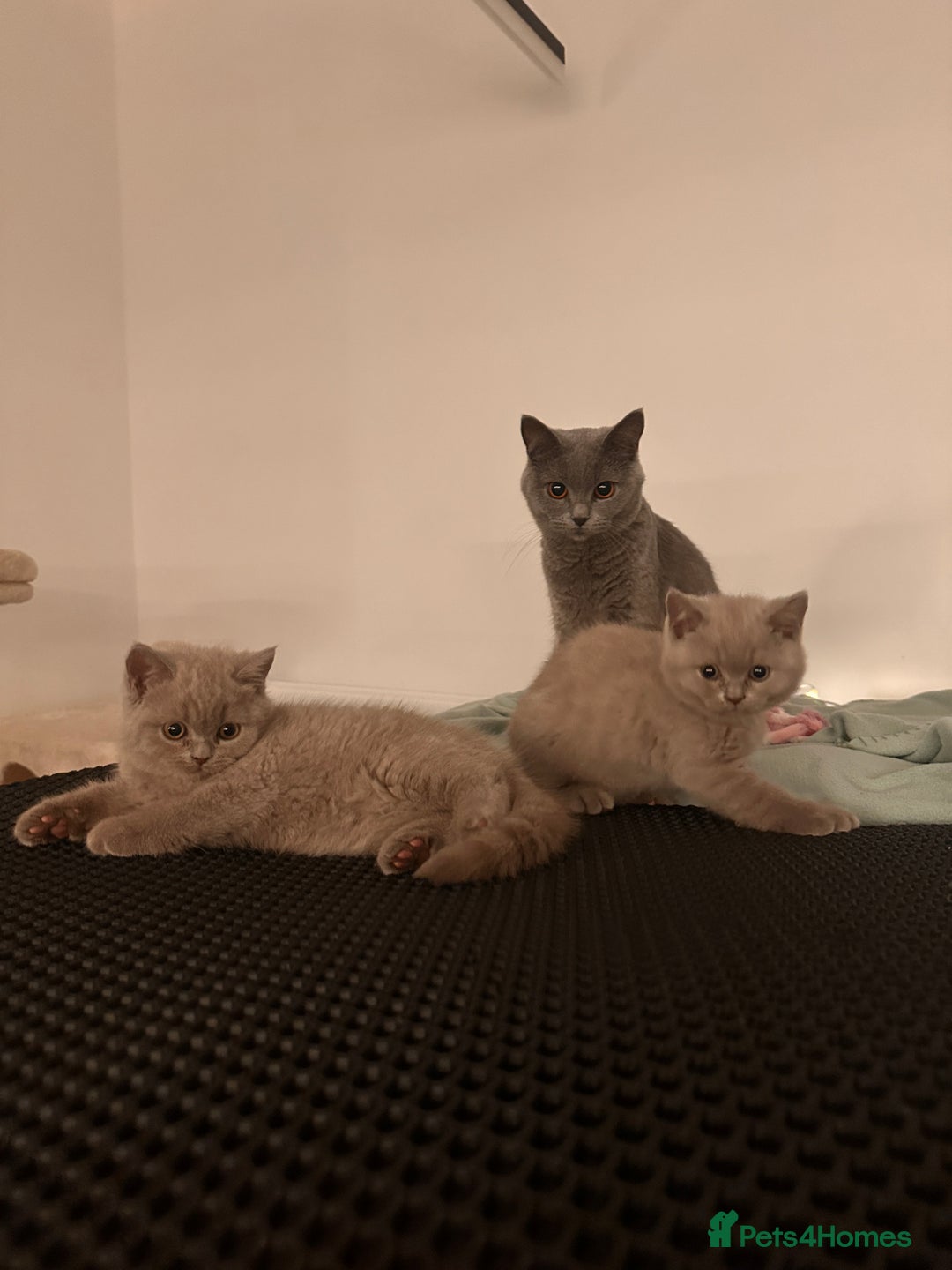 British Shorthair cats for sale: 2 lilac British shorthair boys 🐻💙🐻 - Image 7