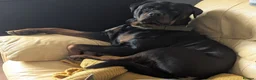 Rottweiler dogs for sale: 💔 Reluctant Rehoming 💔 - Advert 2
