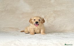 Golden Retriever dogs for sale: Stunning golden retriever puppies for sale  - Image 10