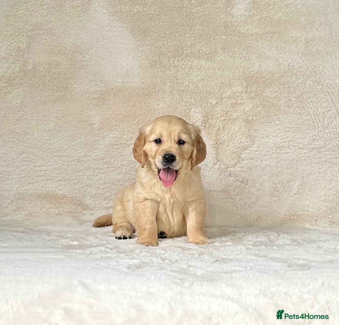 Golden Retriever dogs for sale: Stunning golden retriever puppies for sale  - Image 10