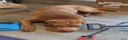 Shar Pei dogs for sale: Shar pei for rehoming - Advert 3