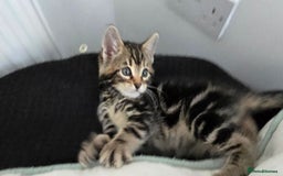 Bengal cats for sale:  Bengal with long haired blk & white kittens - Image 3
