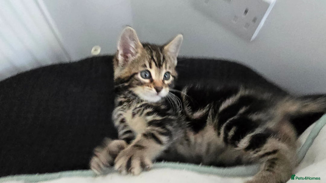 Bengal cats for sale:  Bengal with long haired blk & white kittens - Image 3
