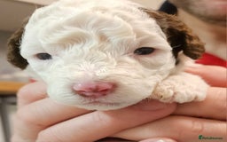 Cockapoo dogs for sale: Cockapoo puppies for sale - Image 2