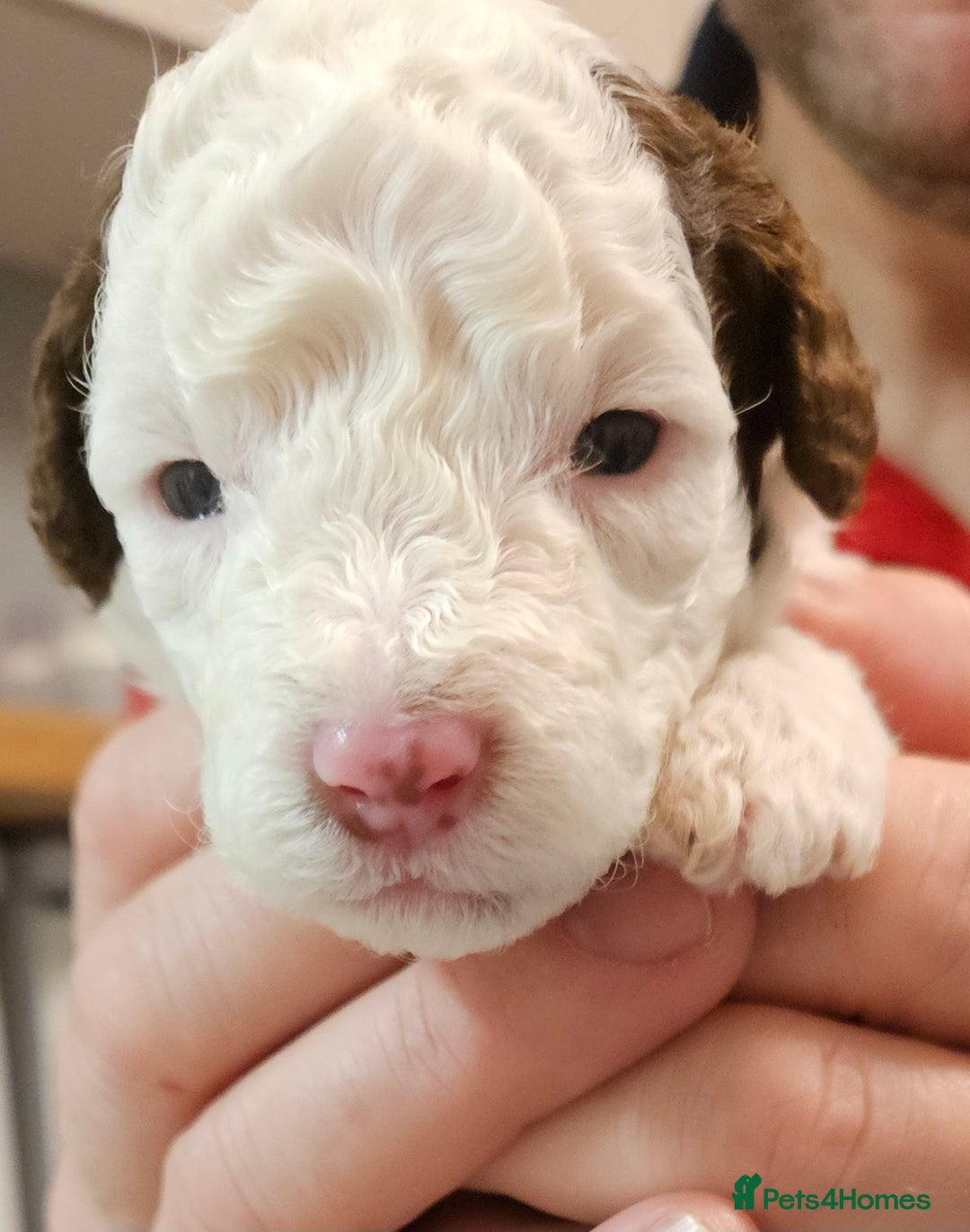 Cockapoo dogs for sale: Cockapoo puppies for sale - Image 2