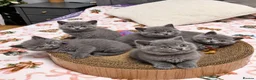 British Shorthair cats for sale: 5 gorgeous British shorthair kittens  - Advert 1
