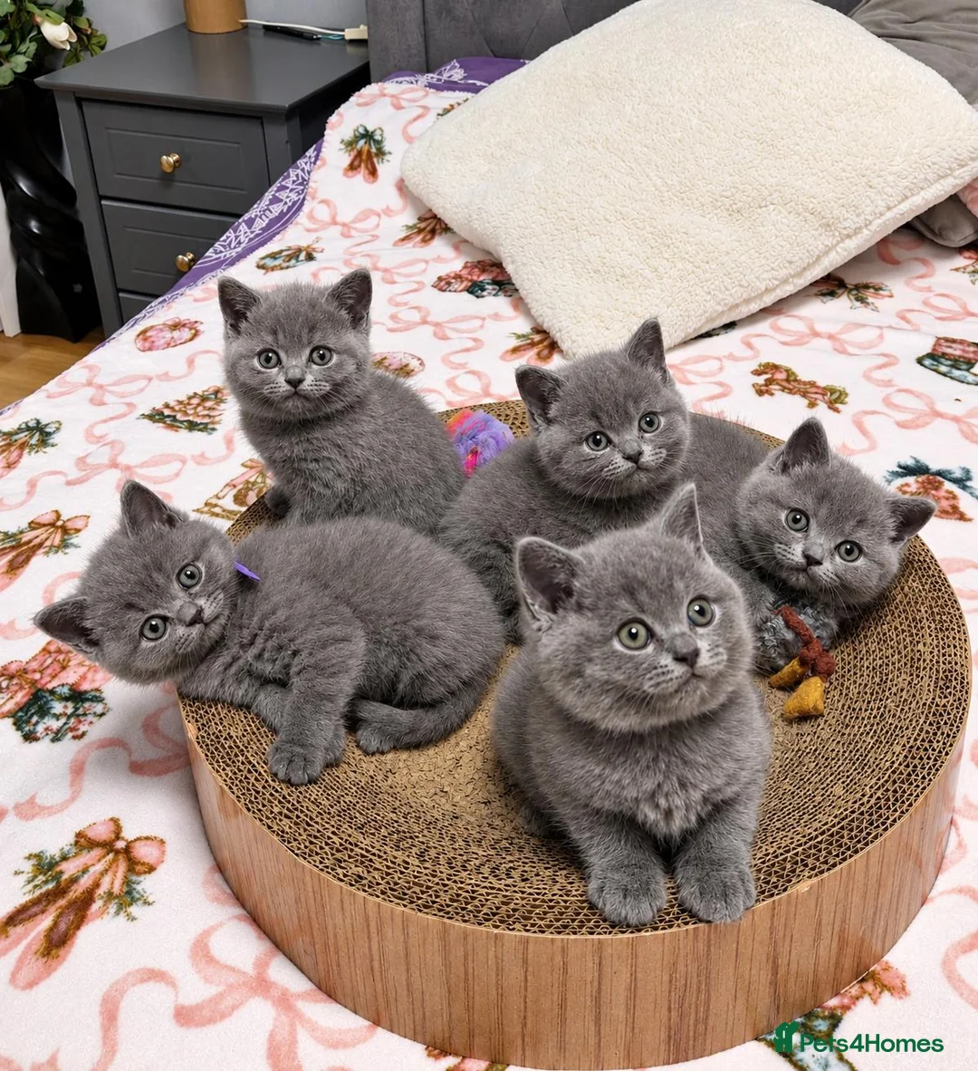 British Shorthair cats for sale: 5 gorgeous British shorthair kittens  - Advert 1