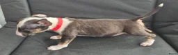 English Bull Terrier dogs for sale: English Bull pups ready to leave - Advert 13