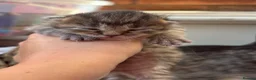 British Longhair cats for sale: Stunning Fluffy Tabby Longhaired  - Advert 12