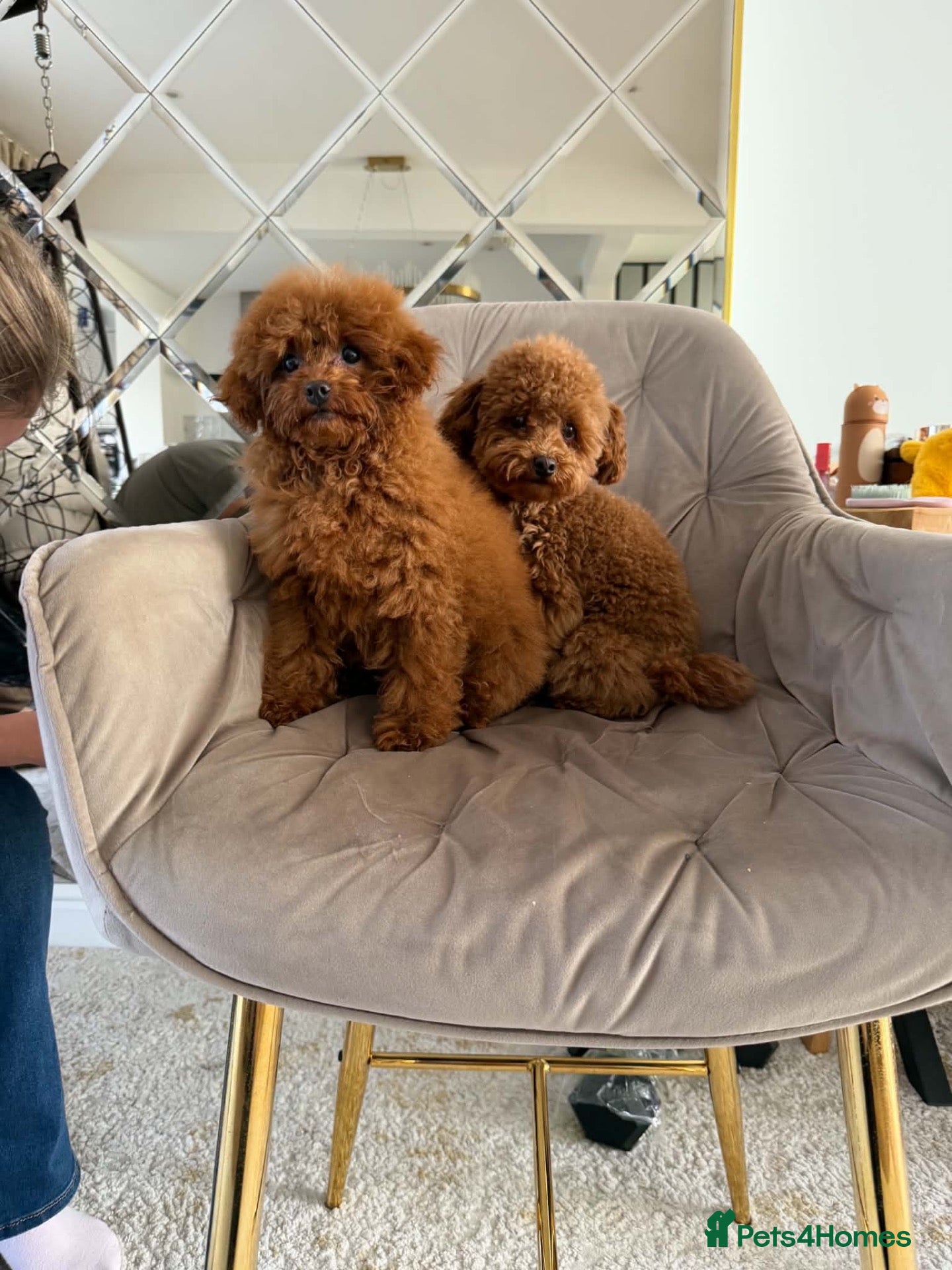 Toy Poodle dogs Two Adorable Toy Poodles – One Boy & One Girl  - Advert 1