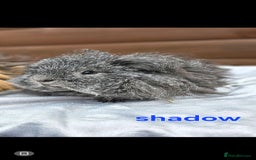 Guinea Pig rodents for sale: Lunkarya  - Image 6