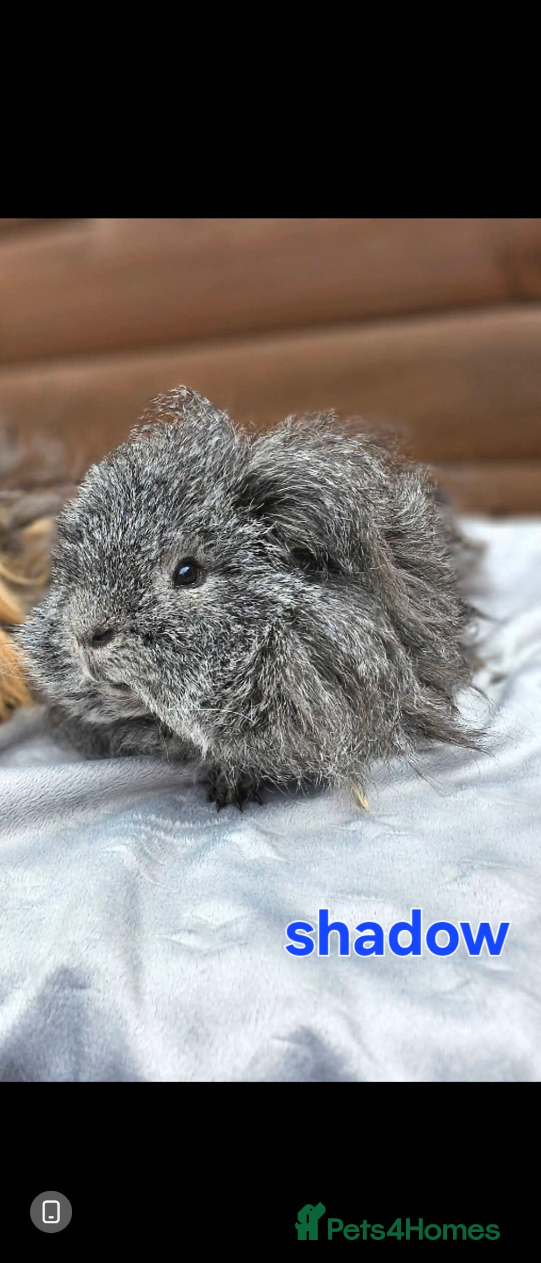 Guinea Pig rodents for sale: Lunkarya  - Image 6