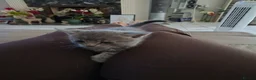 Mixed Breed cats for sale: Outstanding gorgeous, beautiful playful Kittens  in Ipswich - Advert 13