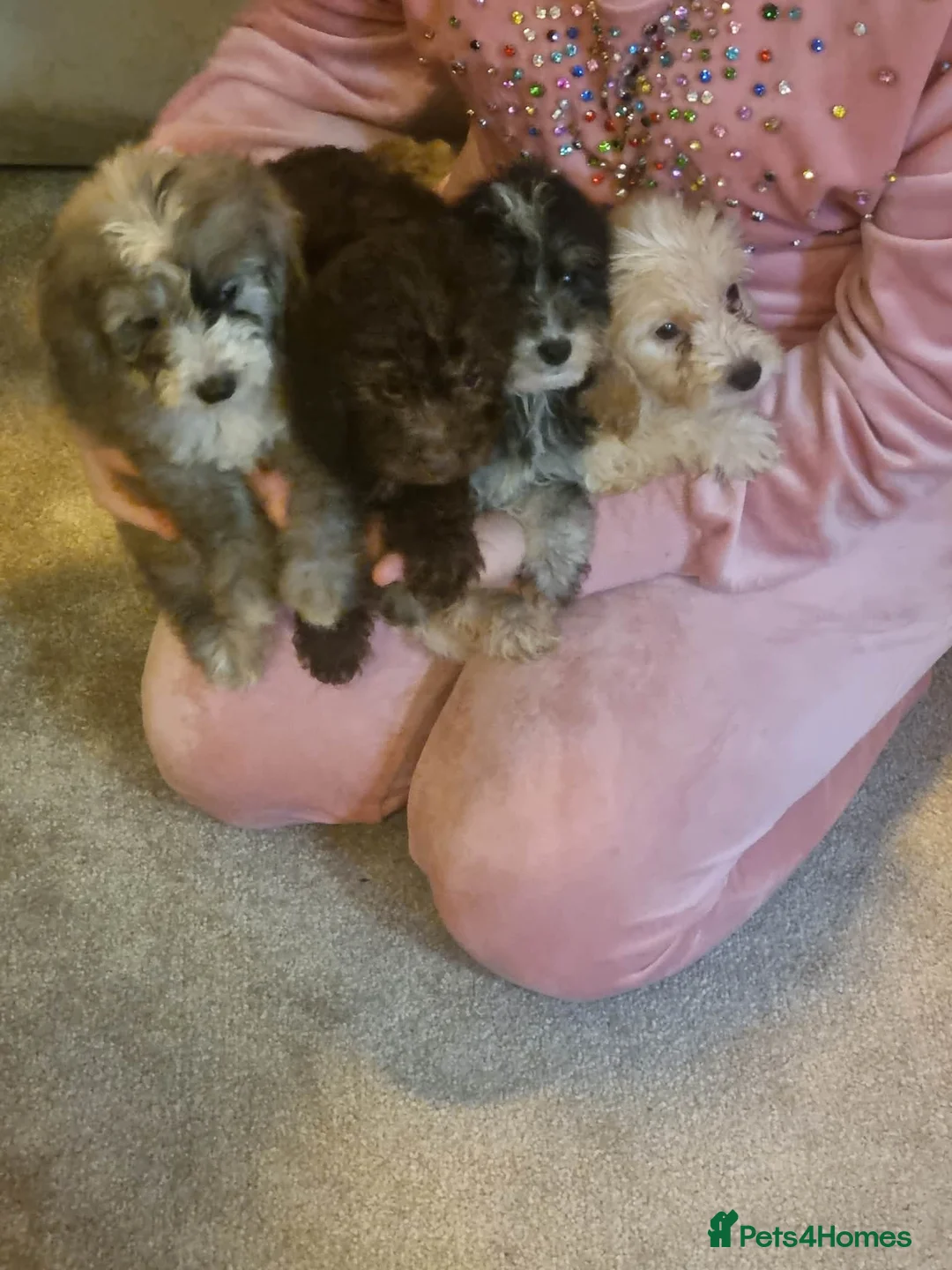 Cockapoo dogs for sale: Beautiful cockapoo  - Advert 32