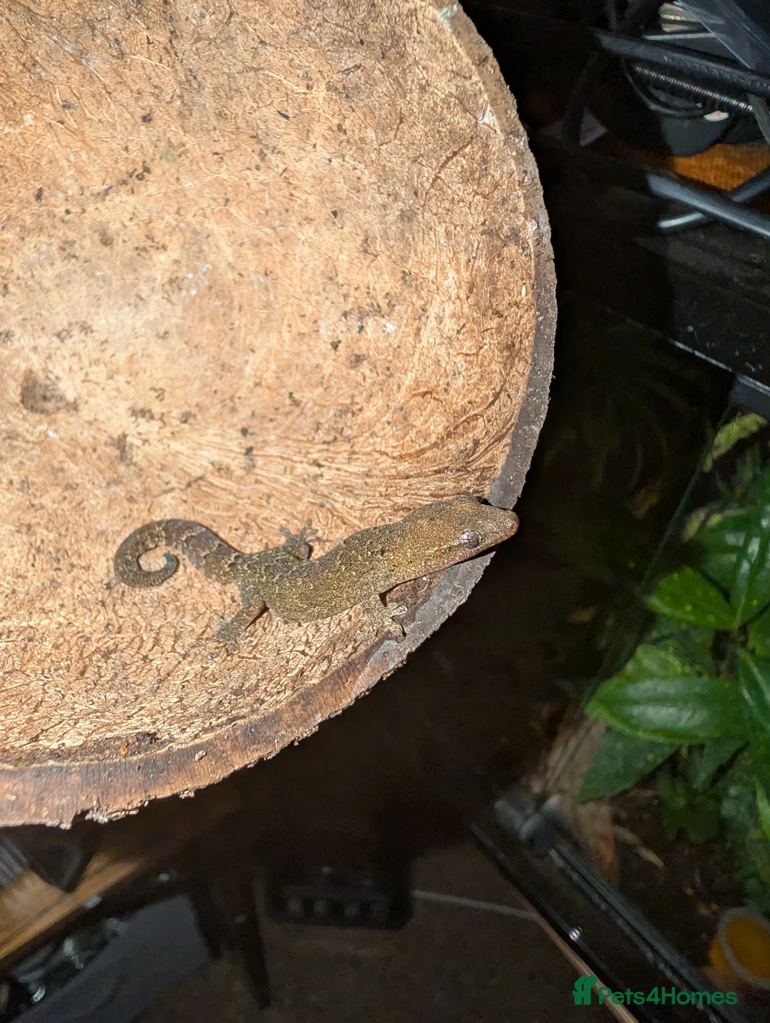 Gecko reptiles for sale: Mourning geckos  - Advert 3