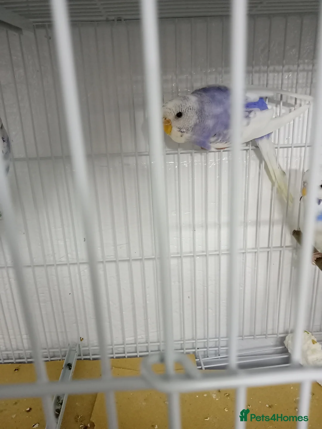 Budgerigars birds for sale: 3 blue n white budgies born last year - Advert 2