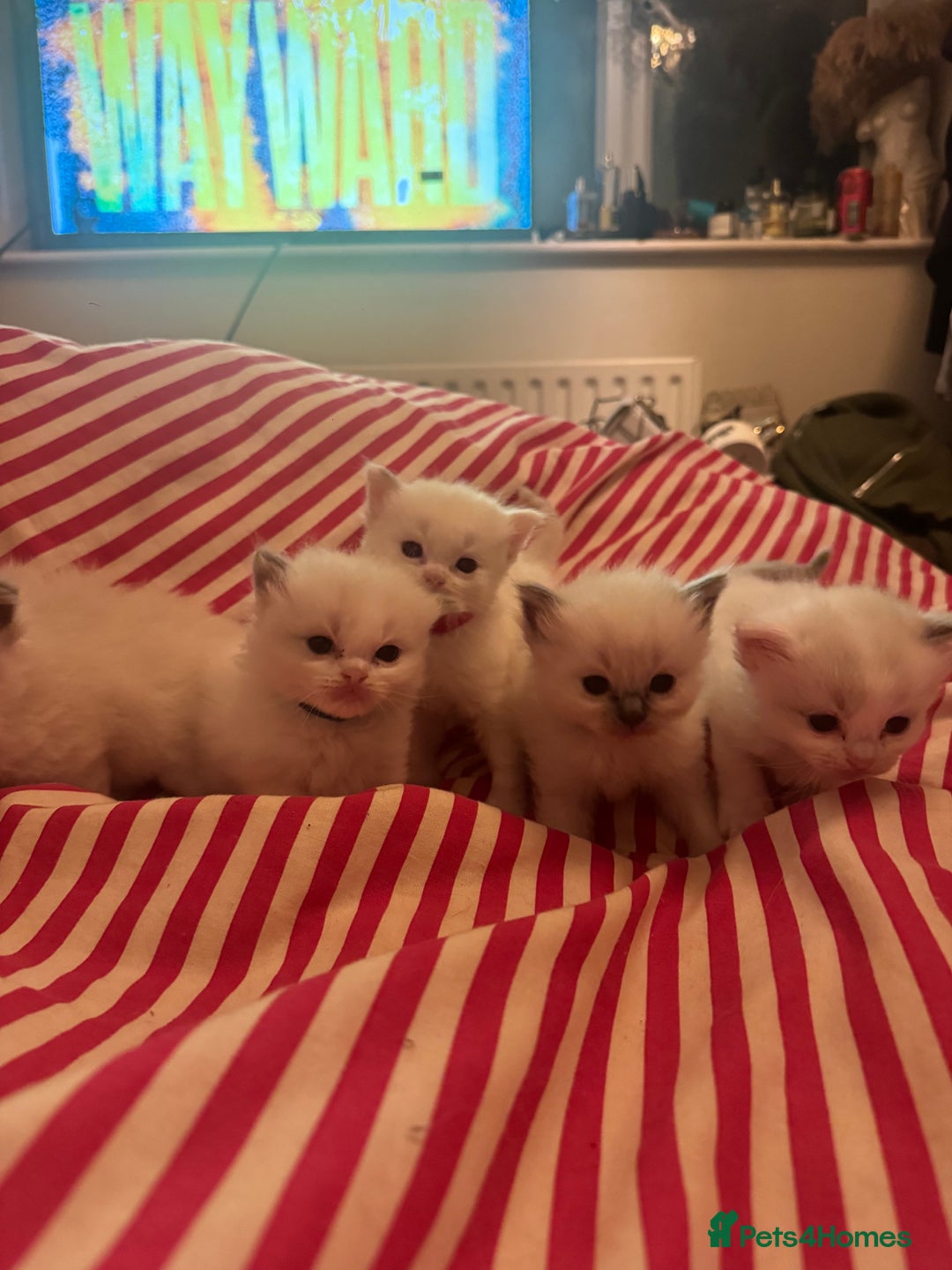 Ragdoll cats for sale: 5 Beautiful Ragdolls looking for a new home  - Image 10