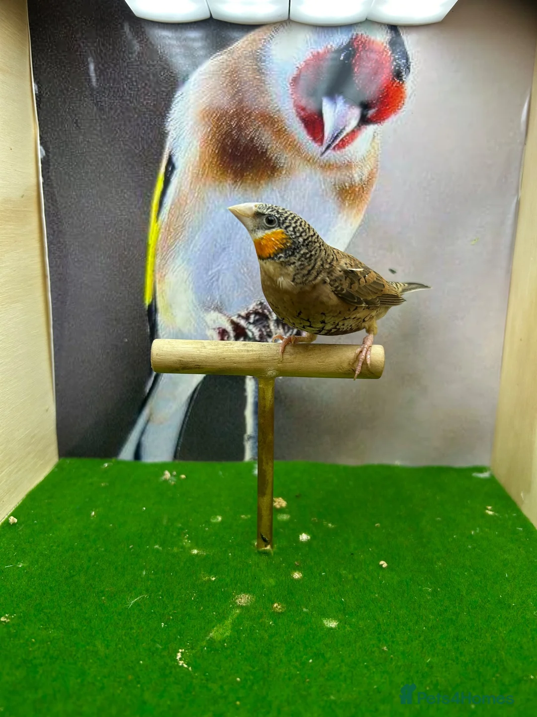 Finches birds for sale: Male cut throat finches  - Advert 2