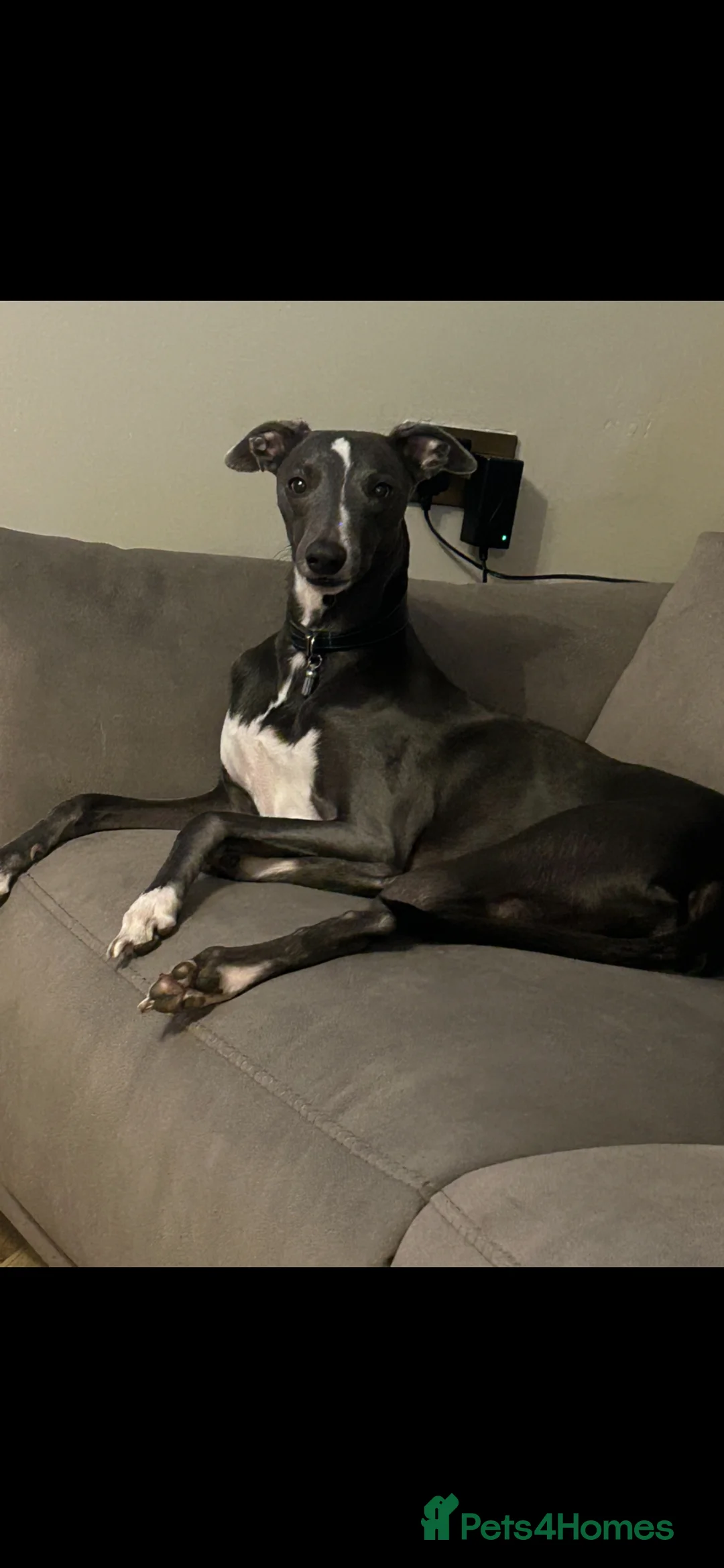 Whippet dogs for stud: KC Registered Blue Whippet Proven Stud in Middlesbrough - Advert 1