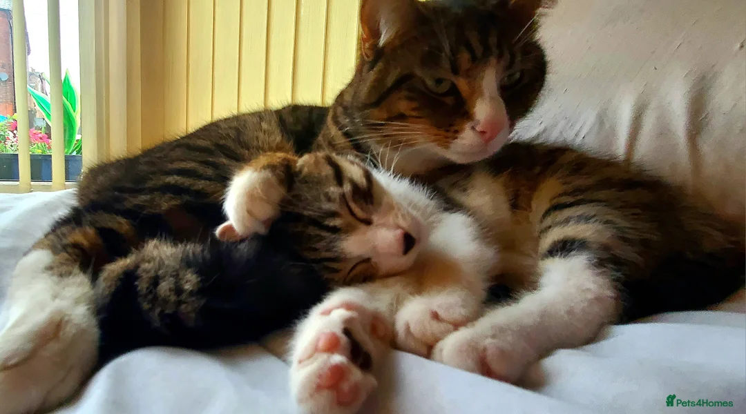 Bengal cats for sale: Kittens  - Advert 3