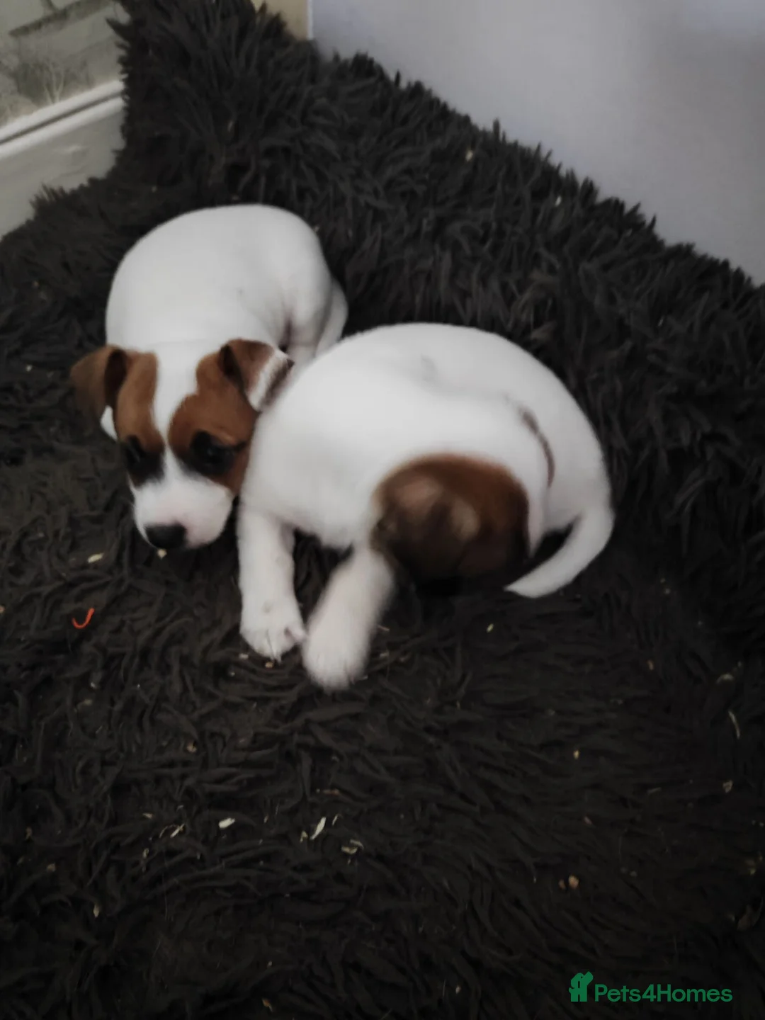 Jack Russell dogs for sale: Jack Russell puppies  in Chatham - Advert 8