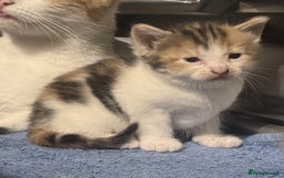 Mixed Breed cats for sale: Beautiful British shorthair cross kittens for sale - Image 3