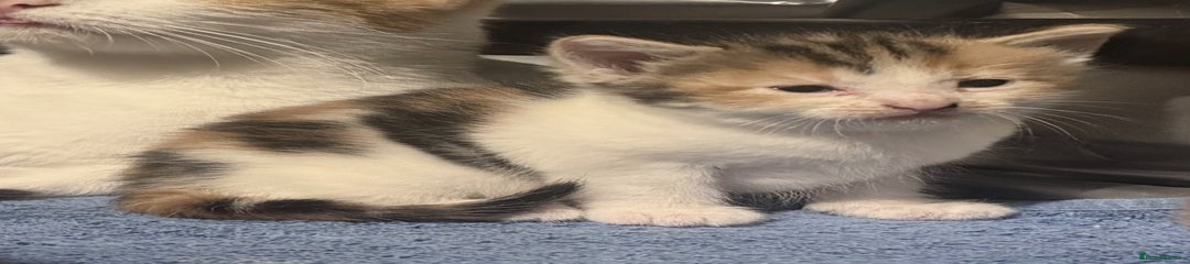 Mixed Breed Kitten 3