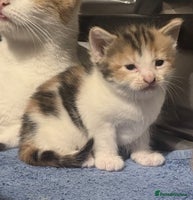 Mixed Breed cats - Advert 4