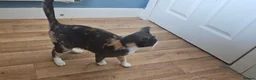 Domestic Shorthair cats for sale: 15 month old Dilute Calico in Aylesbury - Advert 6