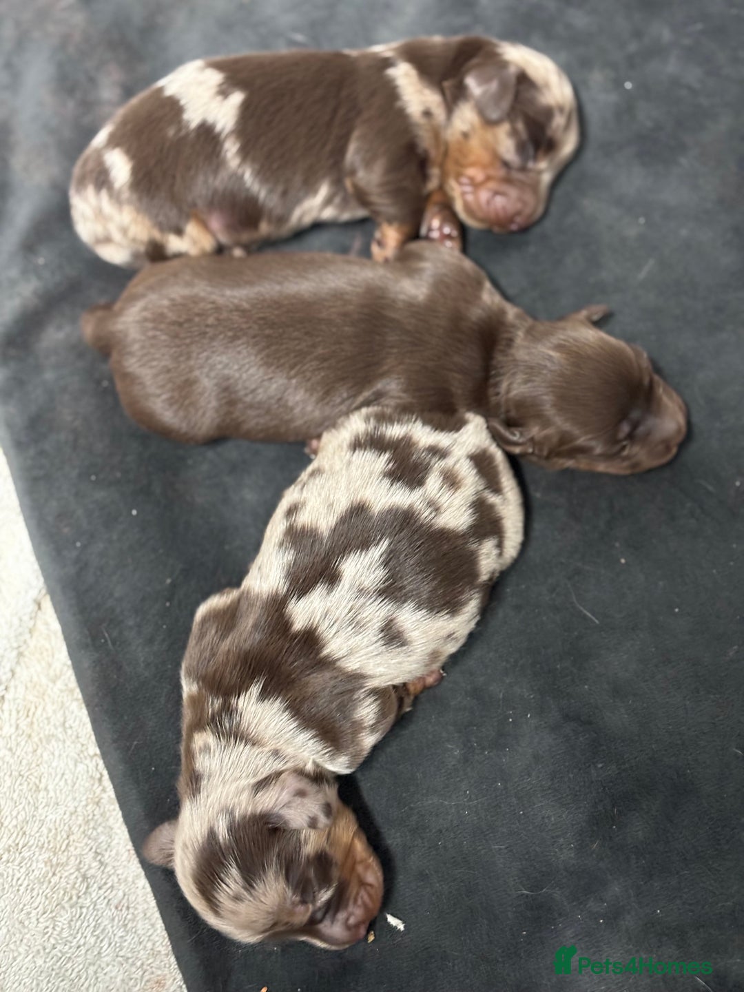 Miniature Dachshund dogs for sale: Beautiful long haired miniature dachshunds - Advert 8
