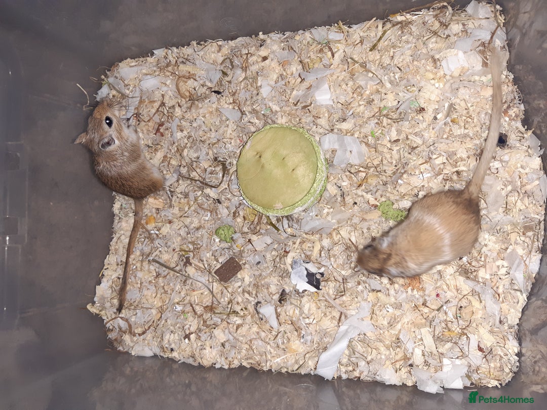 Gerbil rodents for sale: Super friendly gerbils from hobby breeder  - Advert 36
