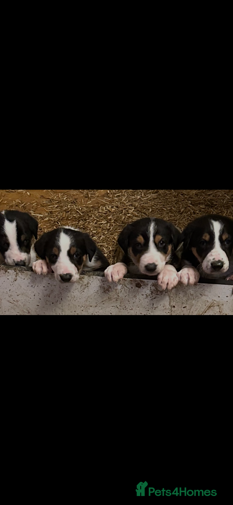 Huntaway dogs for sale: Hunterways border collie pups  - Advert 1
