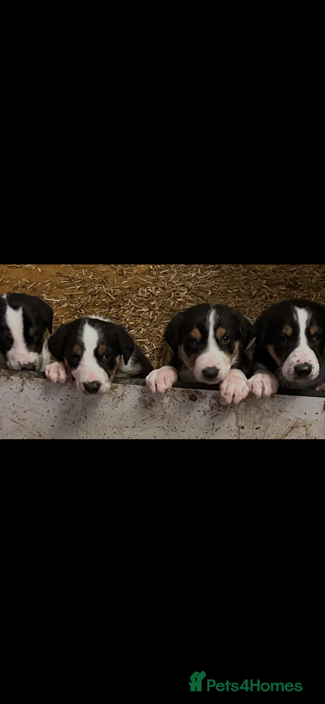 Huntaway dogs for sale: Hunterways border collie pups  - Advert 1