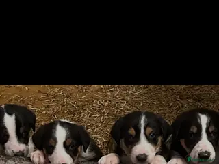 Huntaway dogs Hunterways border collie pups - Advert 13