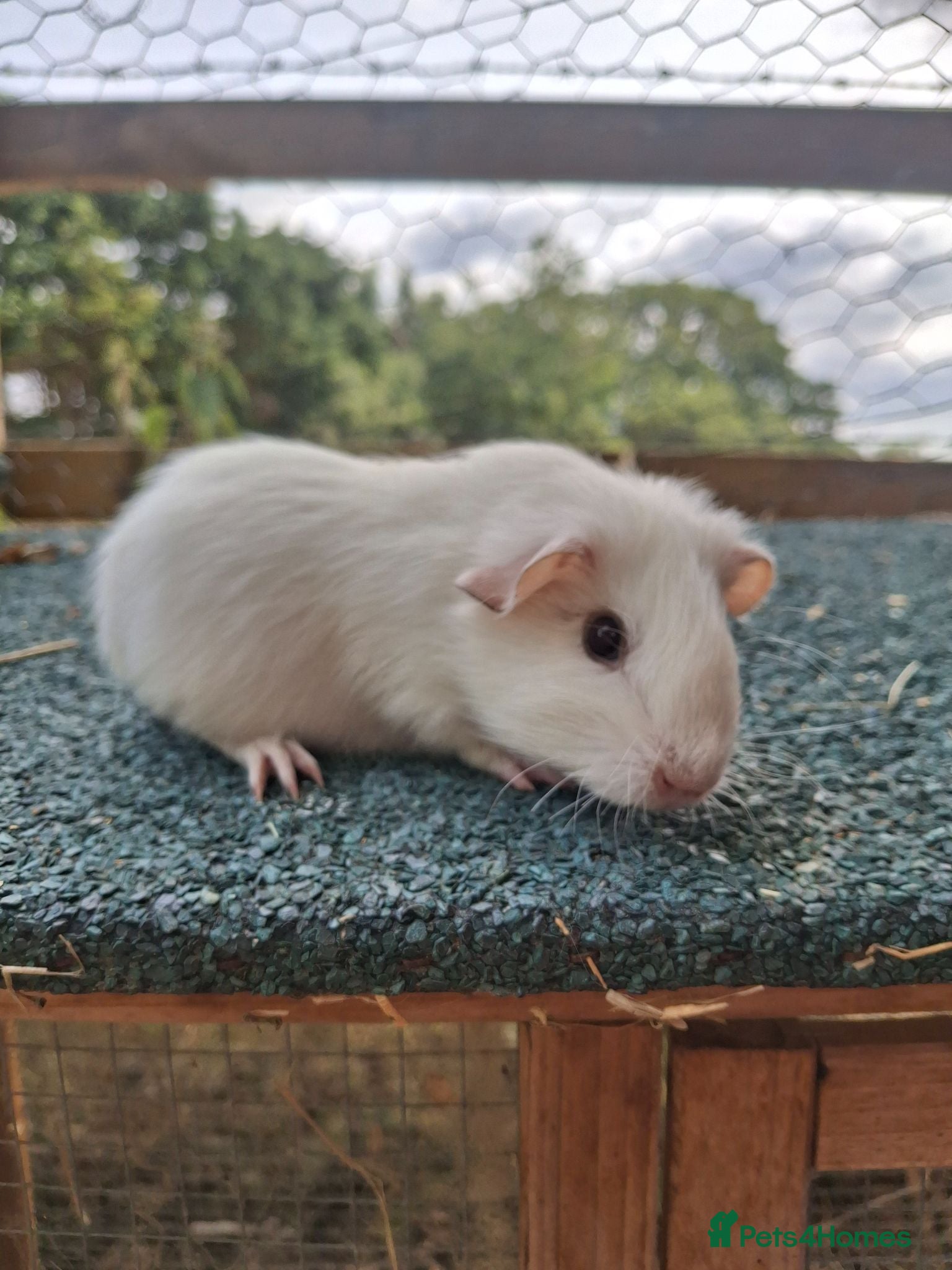 Guinea Pig rodents Cute white guinea pigs sow - Advert 15