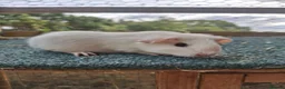 Guinea Pig rodents for sale: Cute white guinea pigs sows - Advert 4