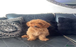 Miniature Poodle dogs for sale: LAST BOY Miniture poodles  - Advert 8