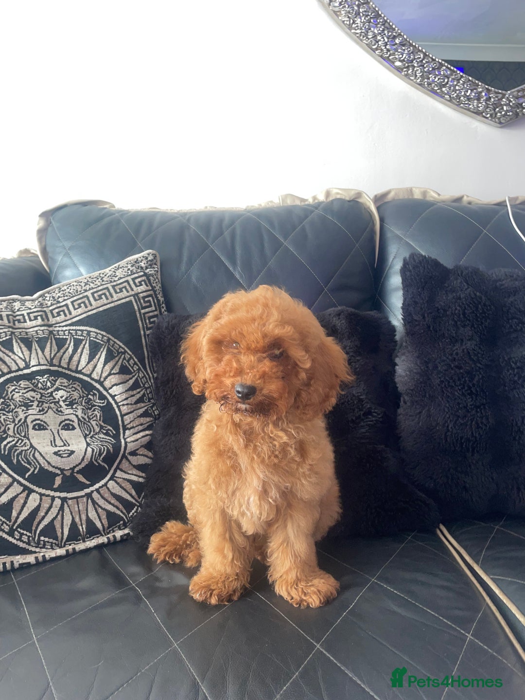 Miniature Poodle dogs for sale: LAST BOY Miniture poodles  - Advert 8