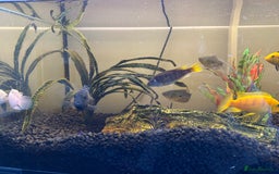 Cichlids fish for sale: Approx 25 cichlids of varying sizes  - Image 8