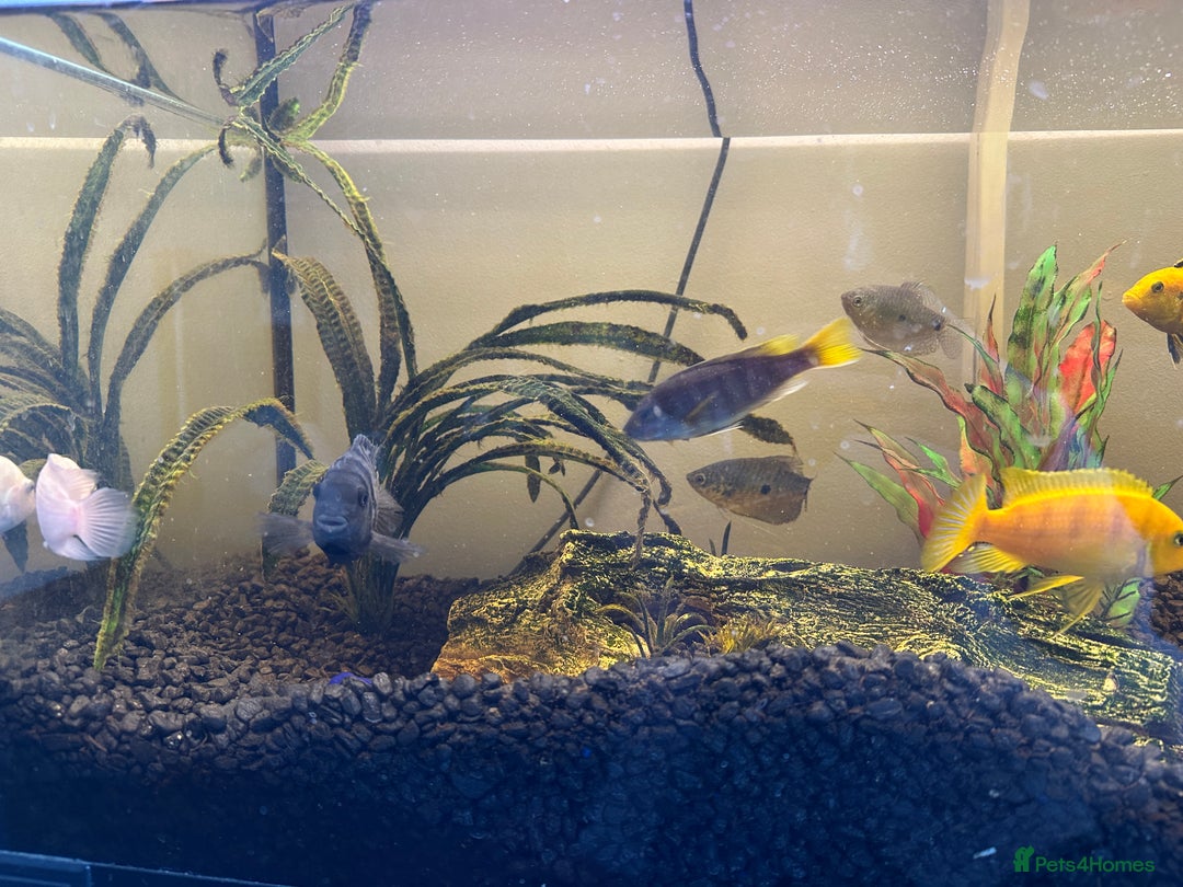 Cichlids fish for sale: Approx 25 cichlids of varying sizes  - Image 8
