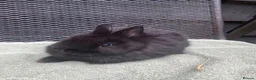 Netherland Dwarf rabbits for sale: Netherland Dwarf Rabbits for sale  - Advert 7
