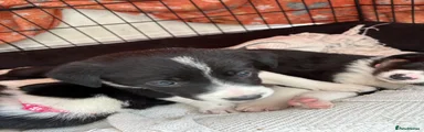 Mixed Breed Puppy 4